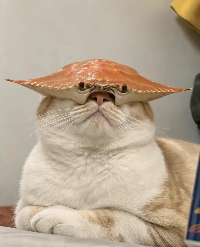 Funny Cat picture